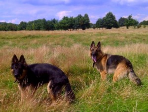 dog walk